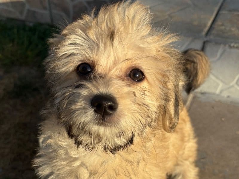 Roxy primary photo