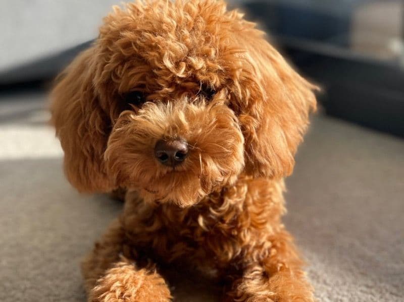 Mylo primary photo
