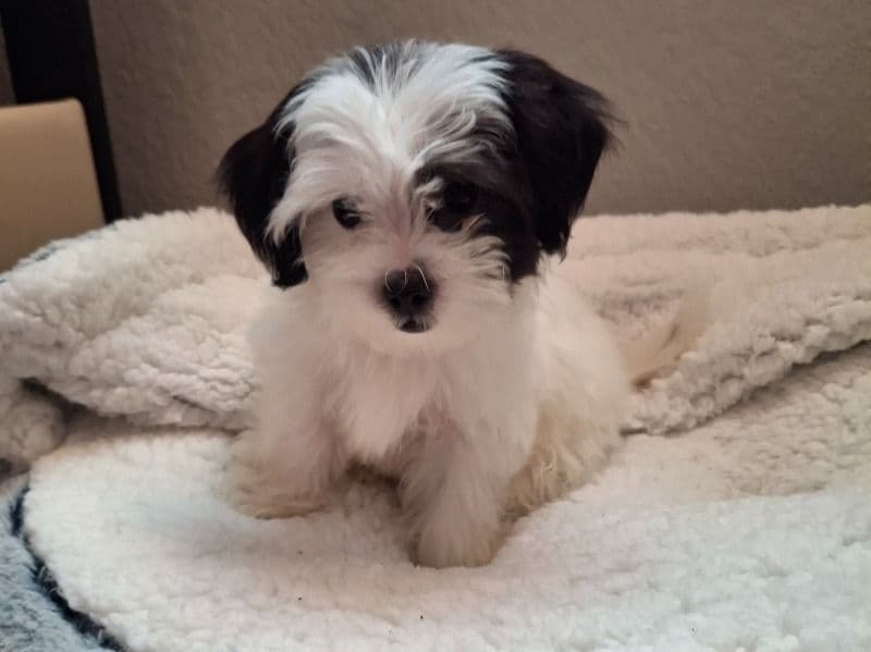 Cookie primary photo