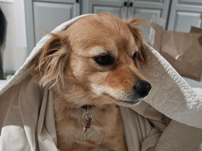 Nuggie primary photo