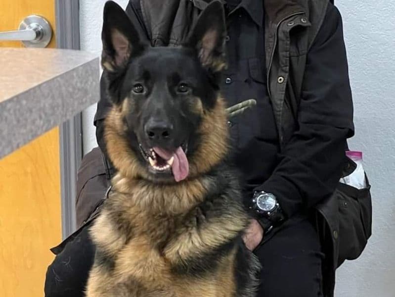 Rex primary photo