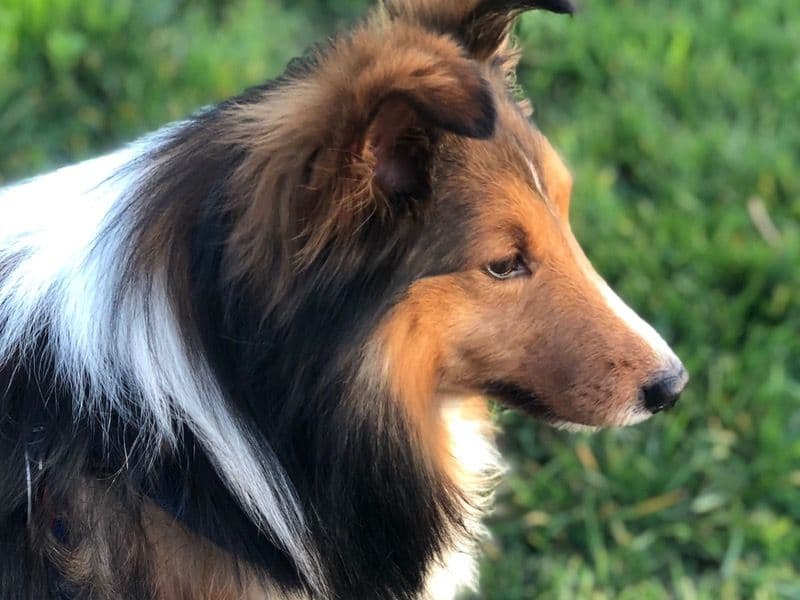 Rufus primary photo