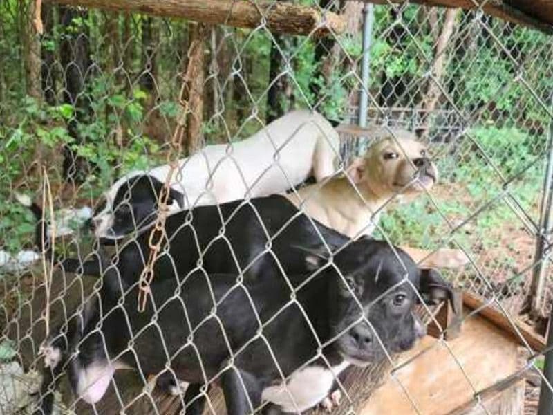 Labrabull 8 months old female small named No Name for sale in Edgecombe County, North Carolina | Petmeetly