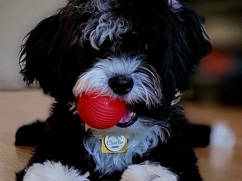 Charlie primary photo