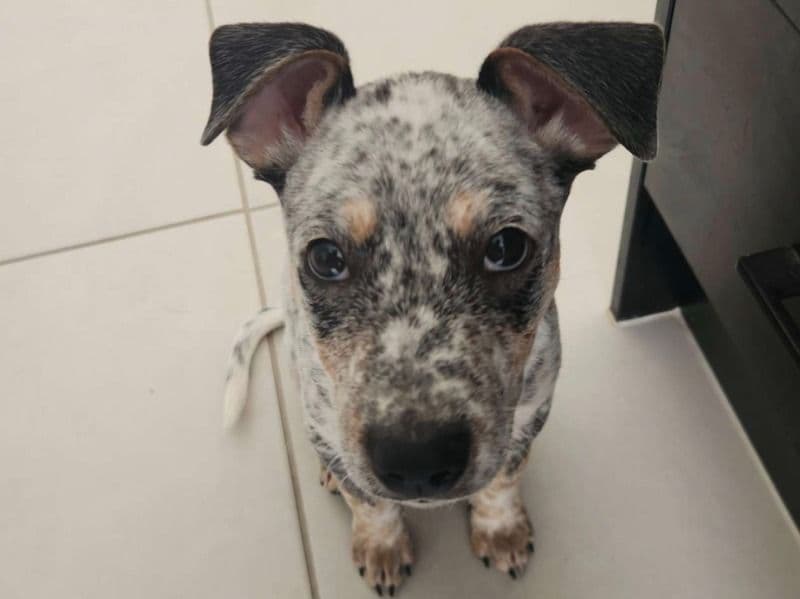 Australian Cattle Dog 1 year 10 months old male medium named Reggie for adoption in Logan City, Queensland | Petmeetly