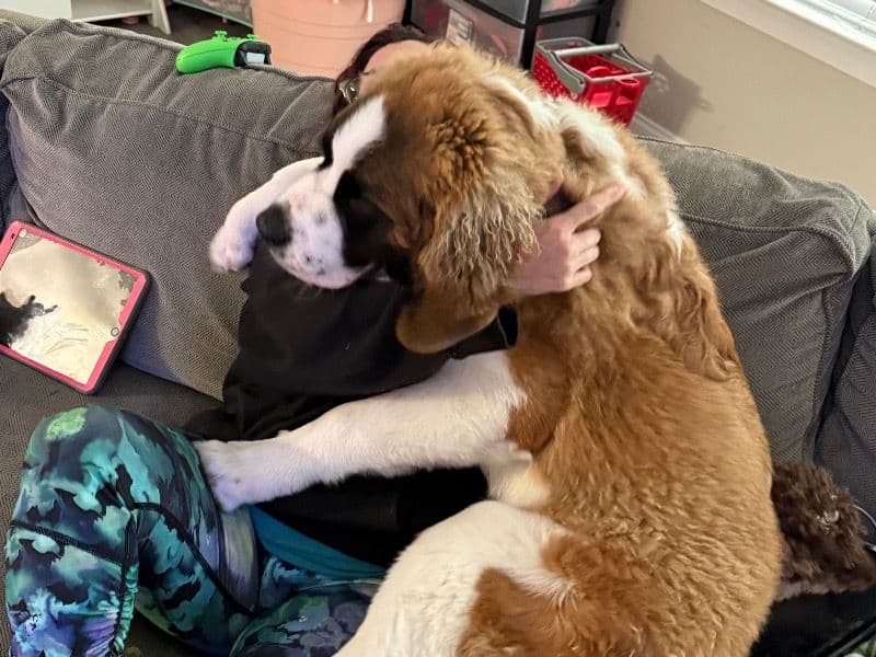 Saint Bernard 1 year old male extra large named Hagrid for sale in Virginia Beach, Virginia | Petmeetly