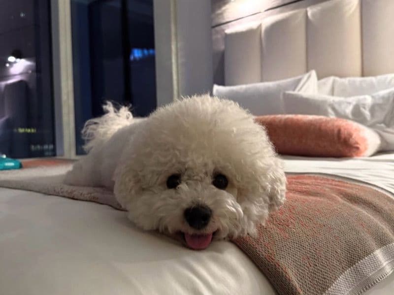 Bichon Frise 3 years 6 months old male small named Rollie for breeding in San Mateo County, California | Petmeetly