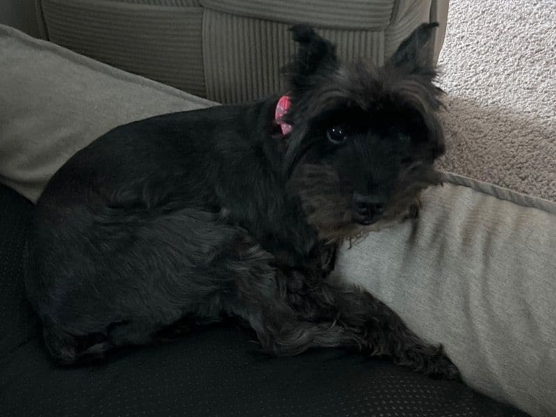 Zoey primary photo