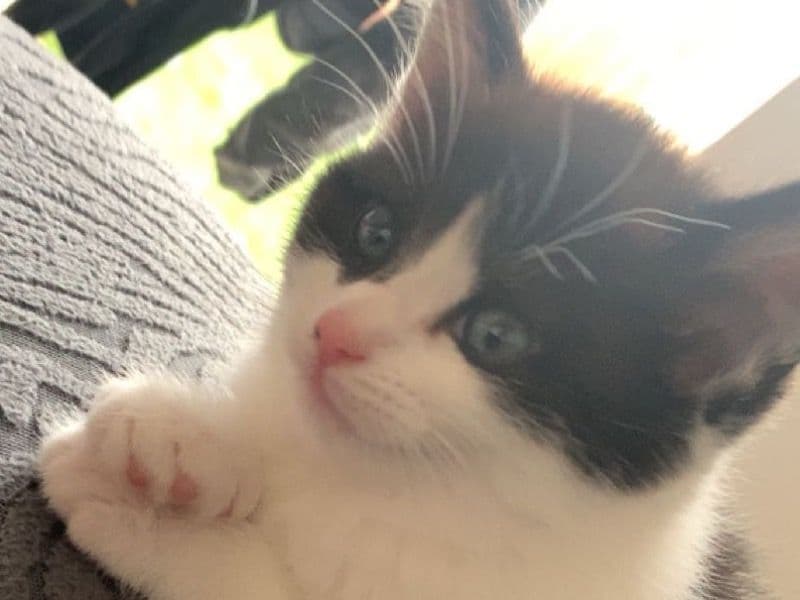 3 Kittens primary photo