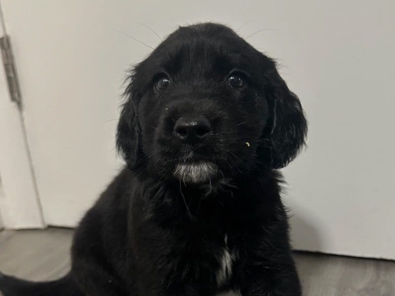 Milo primary photo