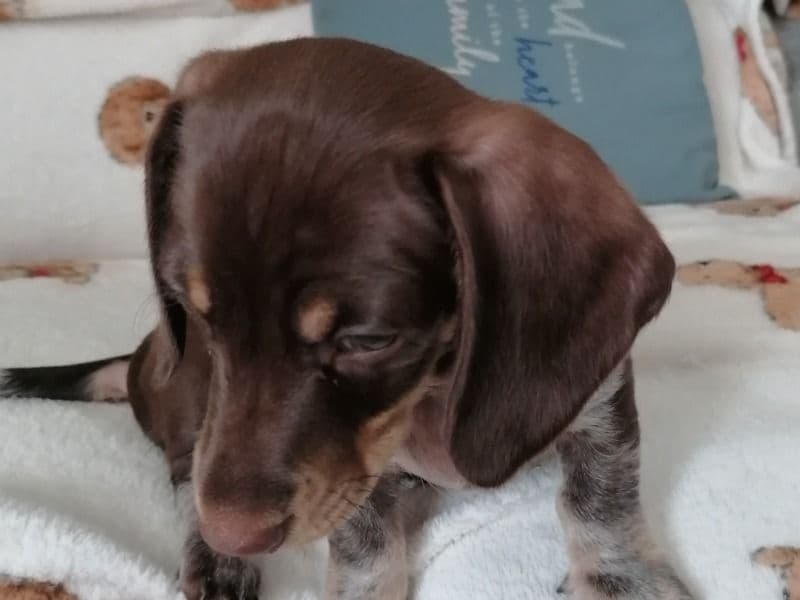 Pippin primary photo