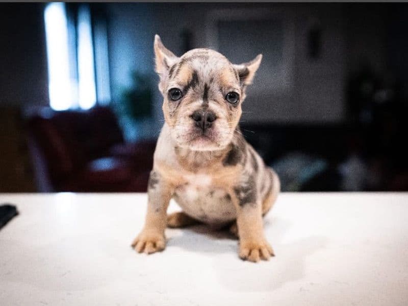 French Bulldog 3 months old male small named King for sale in Wayne County, Michigan | Petmeetly