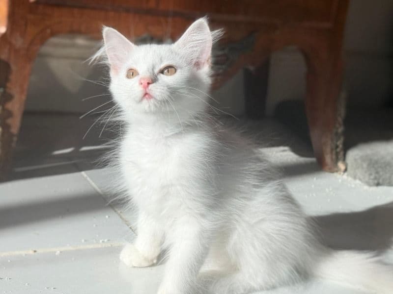 Turkish Angora 3 months old male named Copper Eyed Boy for sale in Corona, California | Petmeetly