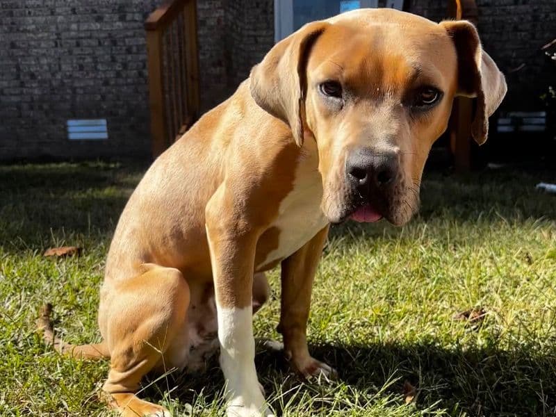 American PitBull Terrier 3 years 1 month old male large named Dewey for adoption in Duplin County, North Carolina | Petmeetly