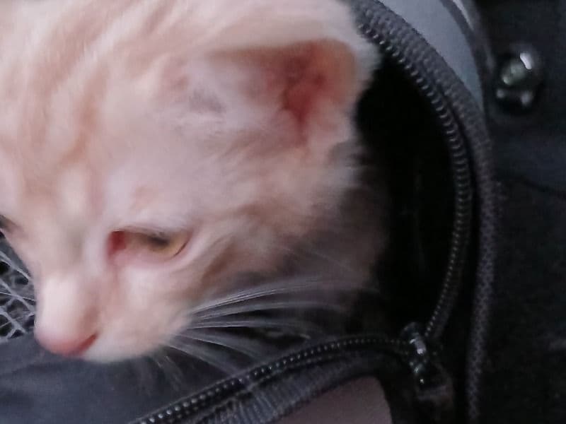 Munchkin 9 months old female named No Name for sale in Fairfield City Council, New South Wales | Petmeetly