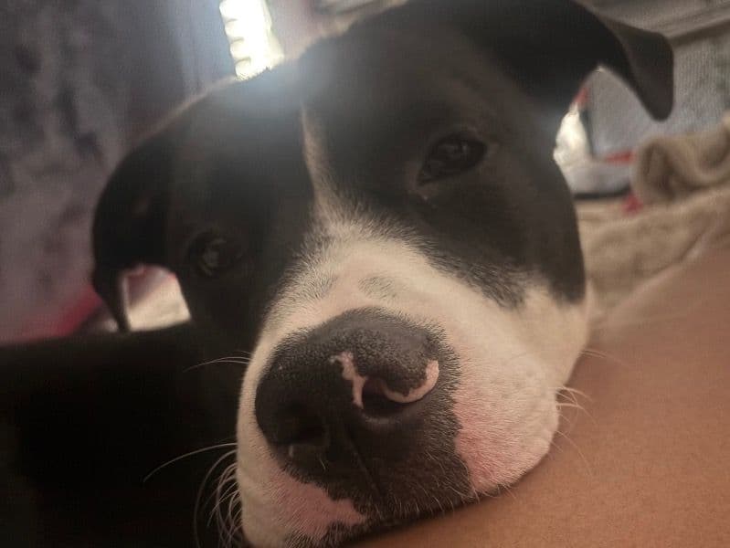 American PitBull Terrier 11 months old male medium named Onyx for sale in Waller County, Texas | Petmeetly