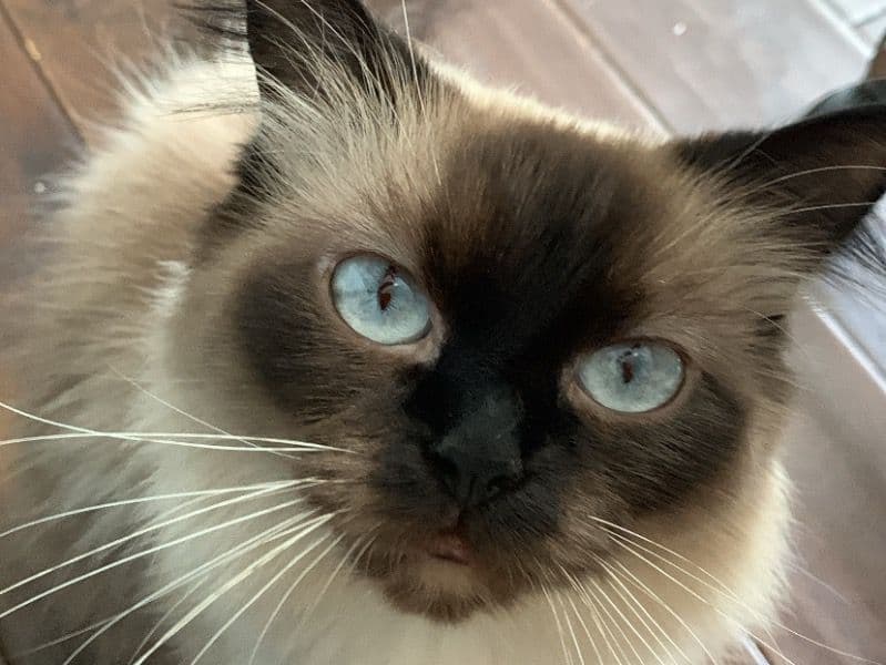Nala primary photo