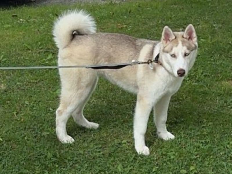 Luna primary photo