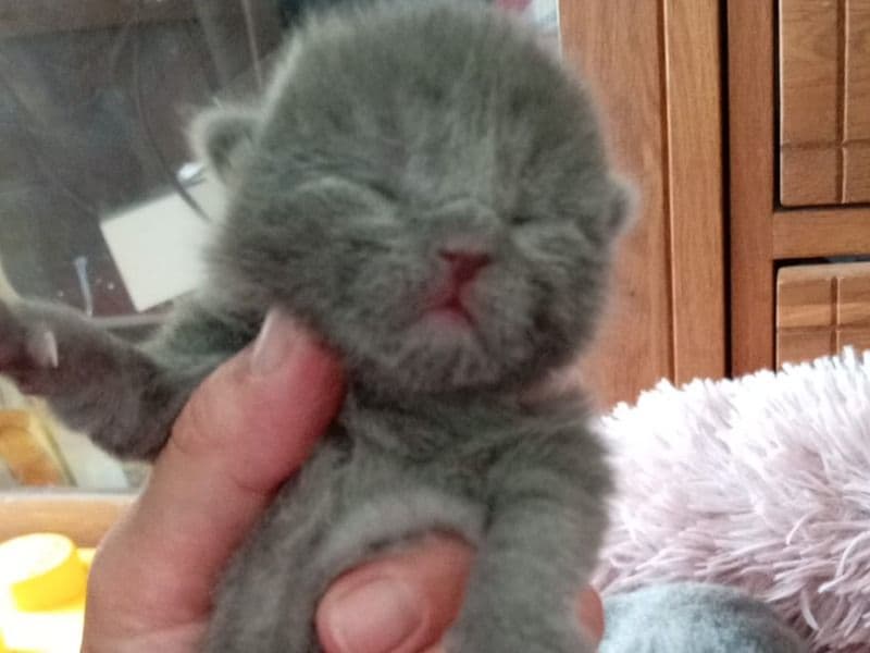 Russian Blue 3 months old male named Unknown for sale in Medway, England | Petmeetly