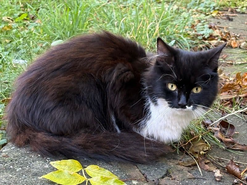 British Longhair 1 year 2 months old female named No Name for sale in Luton, England | Petmeetly