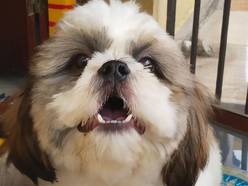 Oreo primary photo