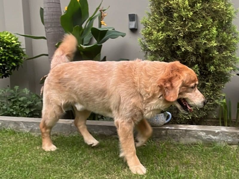 Mylo primary photo