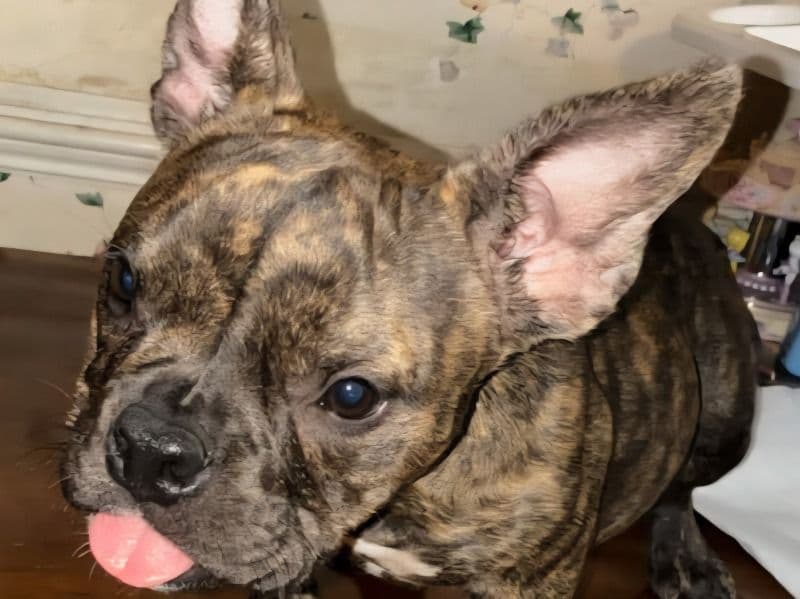 American Bully 6 months old female medium named 4k for sale in Richmond County, Georgia | Petmeetly