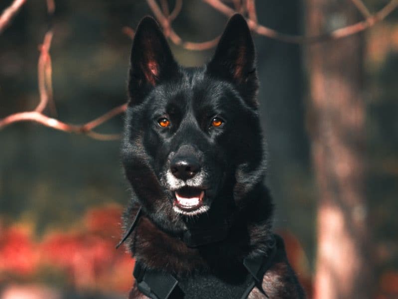 Koda primary photo