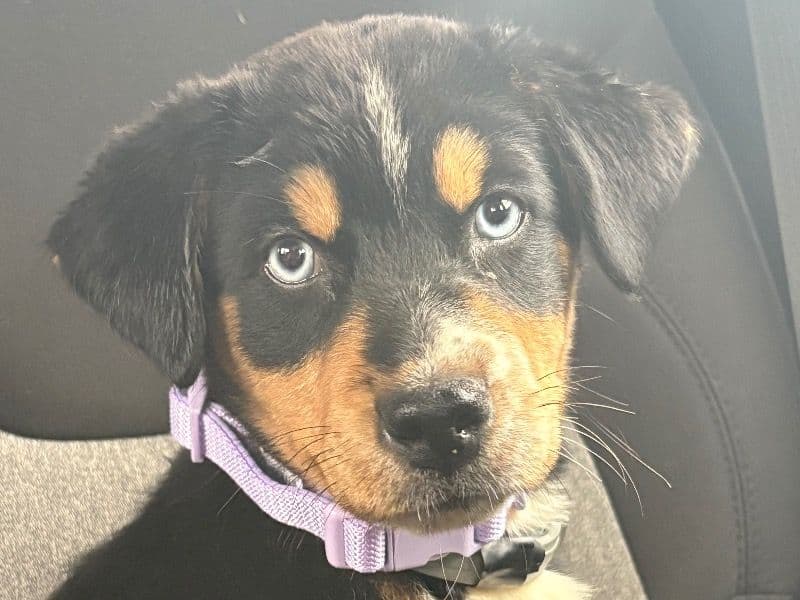 Luna primary photo
