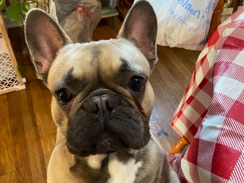 Louie primary photo