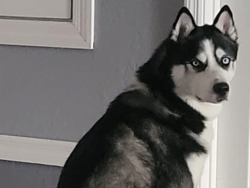 Wolfie primary photo