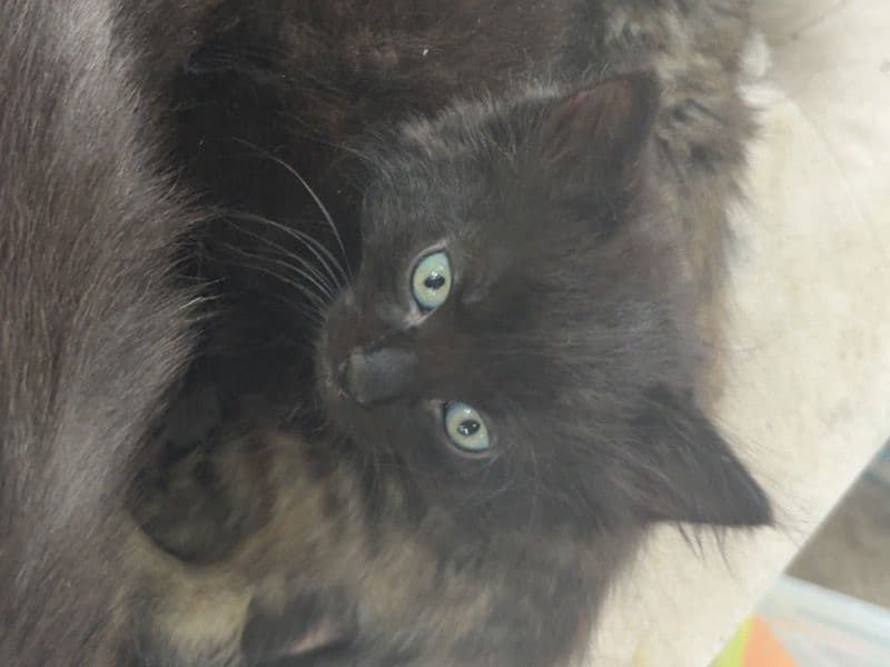 Panther primary photo