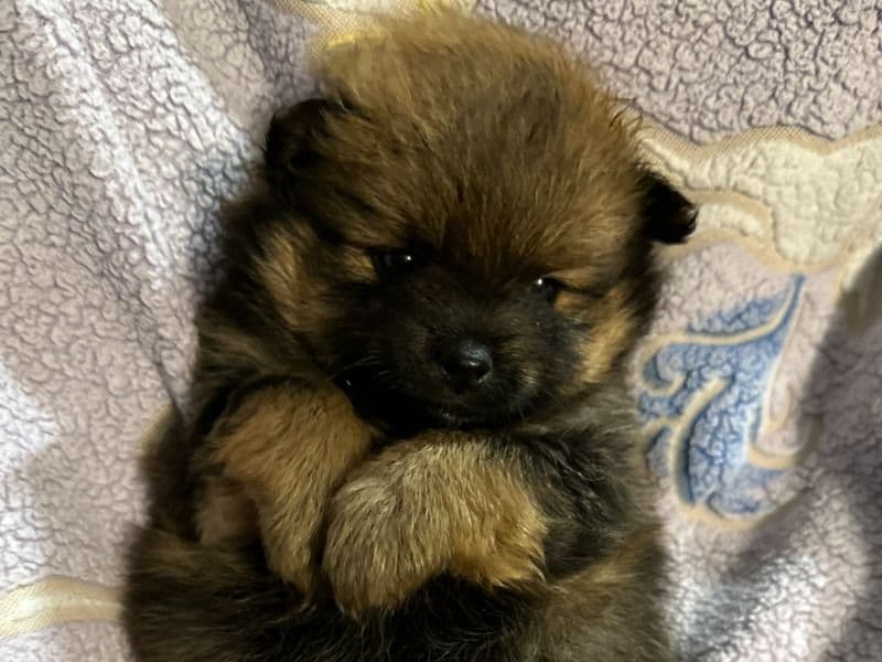 Pomeranian 1 month old female small named Cloe for sale in King County, Washington | Petmeetly