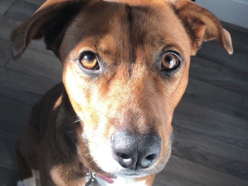 American Bulldog 7 years 4 months old female medium named Luna for adoption in Miami-Dade County, Florida | Petmeetly