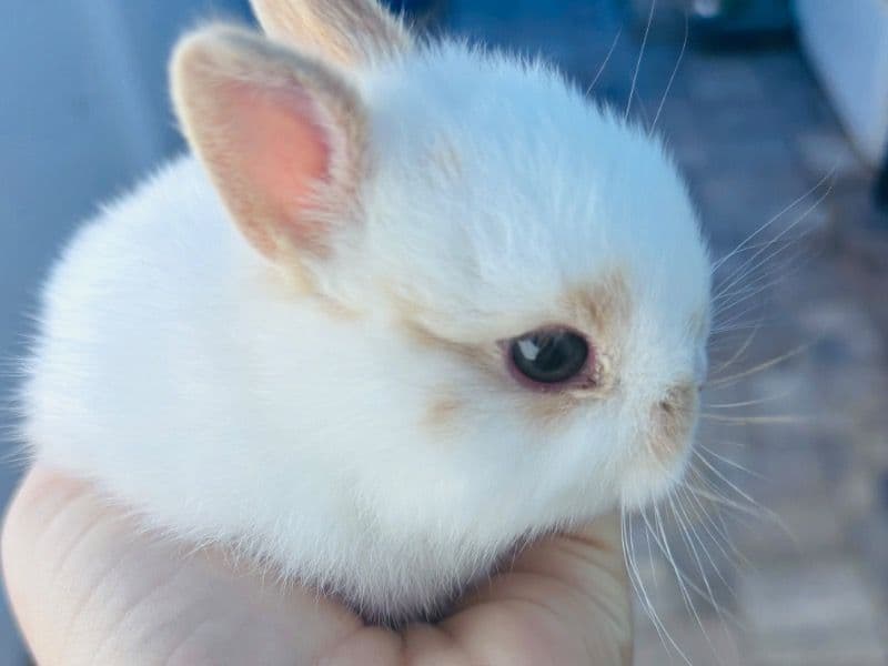 Netherland Dwarf 2 months old female named Phoenix for sale in Pinellas County, Florida | Petmeetly