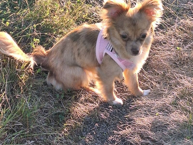 Bella primary photo
