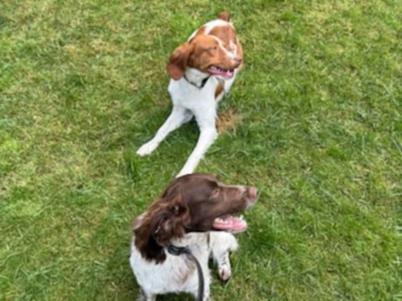 Kimber And Benelli. primary photo