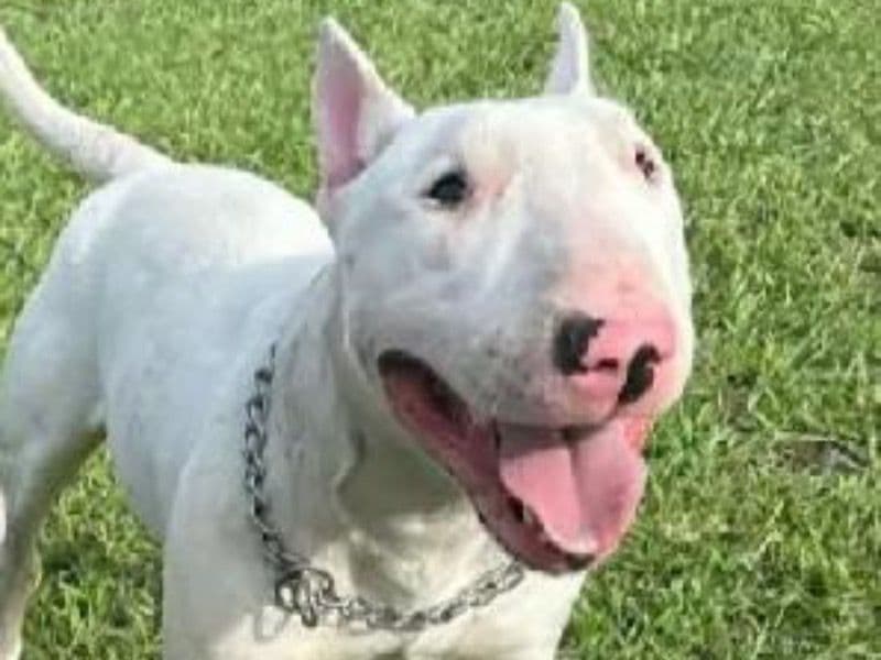 Bull Terrier 3 years old male medium named Joker for breeding in Palm Beach County, Florida | Petmeetly