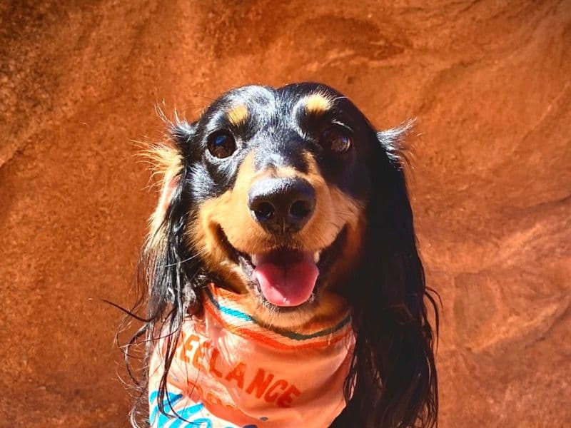 Kuzco primary photo