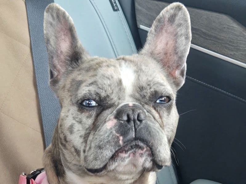 Bella primary photo