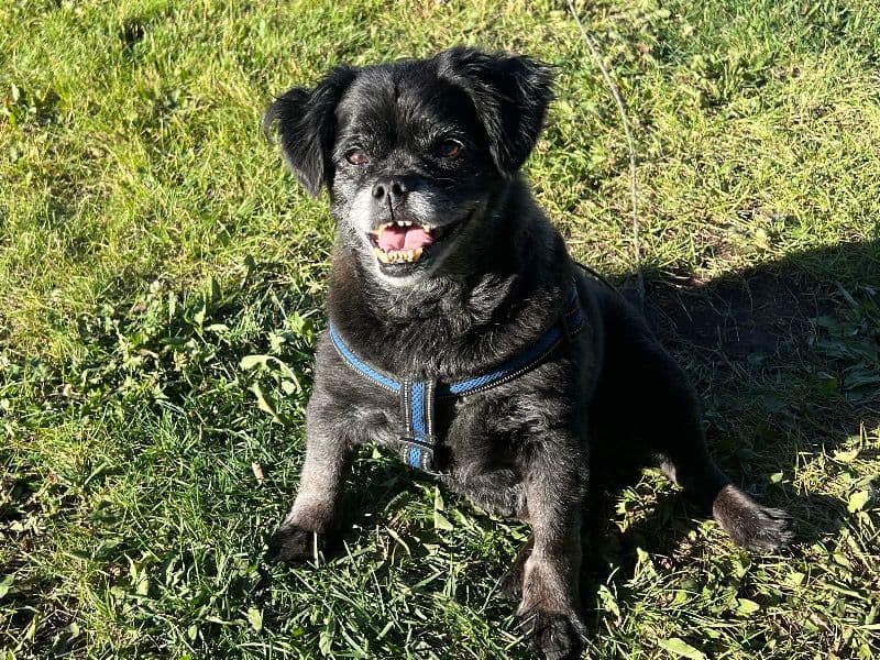 Bear primary photo