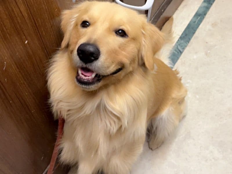 Golden Retriever 1 year 11 months old male medium named Bruno for breeding in Gurgaon Division, Haryana | Petmeetly