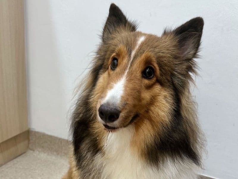 Eevee primary photo