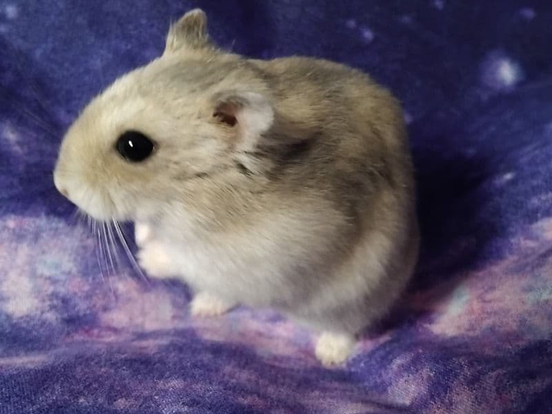 Dwarf Hamster 4 months old male named Bonnie for sale in Jičín, Královéhradecký kraj | Petmeetly