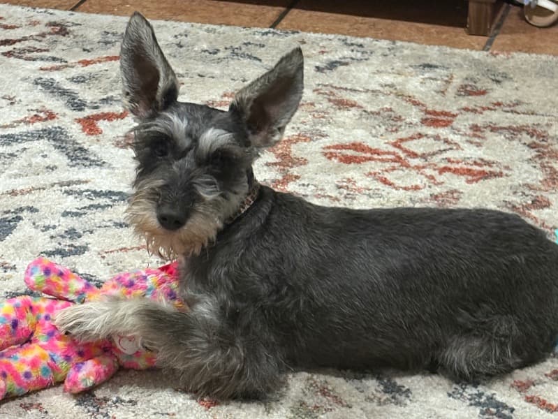 Minnie primary photo
