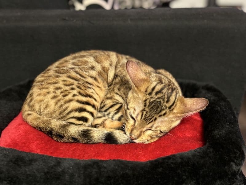 Bengal 1 year 3 months old male named Tokyo for sale in Orange County, Florida | Petmeetly