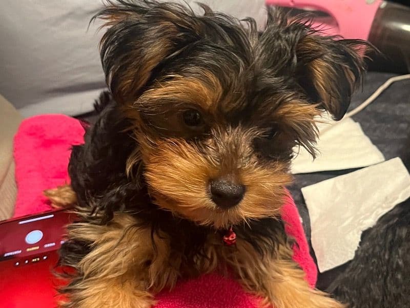 Teacup Yorkshire Terrier 10 months old male small named Cartier for sale in New York, New York | Petmeetly