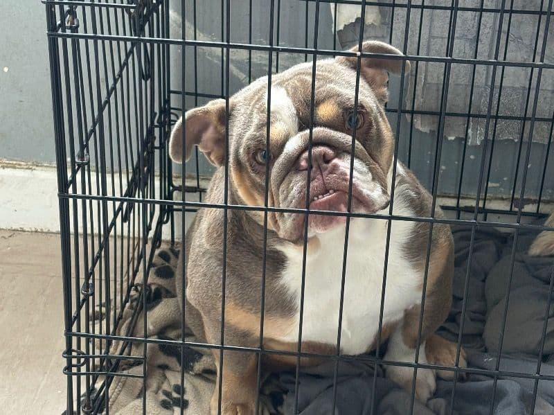 Bulldog 1 year 3 months old female medium named Bambi for sale in West Midlands, England | Petmeetly