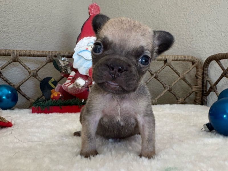 French Bulldog 1 month old male small named Espresso for sale in Los Angeles County, California | Petmeetly