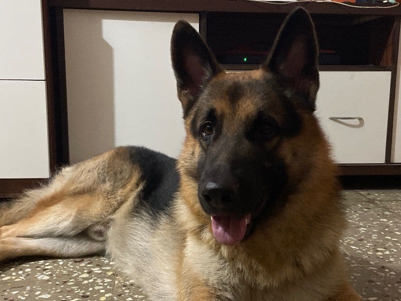 Black German Shepherd 2 years 5 months old male medium named Whisky for breeding in Bangalore Division, Karnataka | Petmeetly